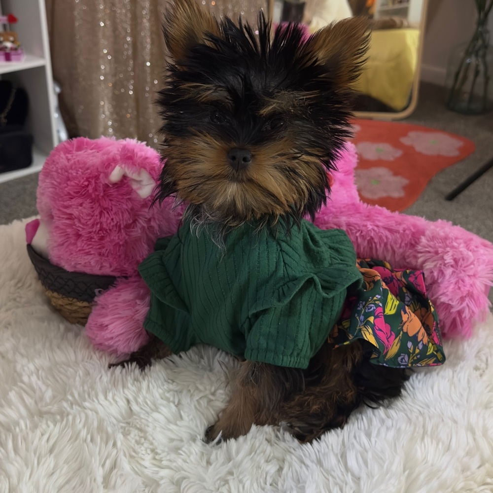 🐾Meet Ruby!!🐾